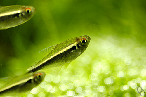 Black Neon Tetra: Ultimate Guide (Care, Breeding, Diet & More)