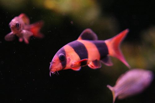 Clown Loach: Ultimate Guide (Care, Diet, Breeding & More)