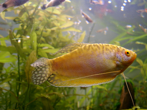 Gold Gourami: Ultimate Guide (Care, Diet, Breeding, & More)