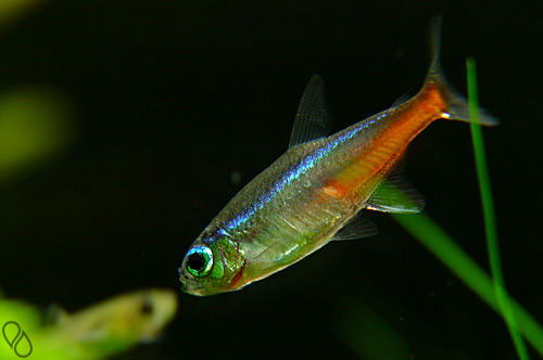 Neon Tetra: Ultimate Guide (Care, Breeding, Diet & More)