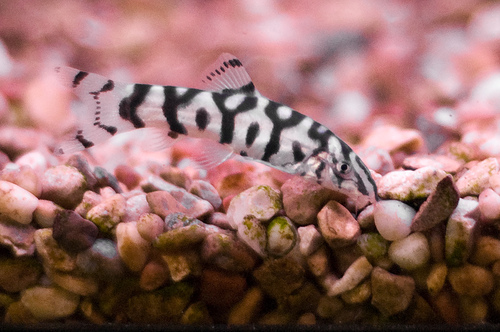 Yoyo Loach: Ultimate Guide (Care, Diet, Breeding & More)