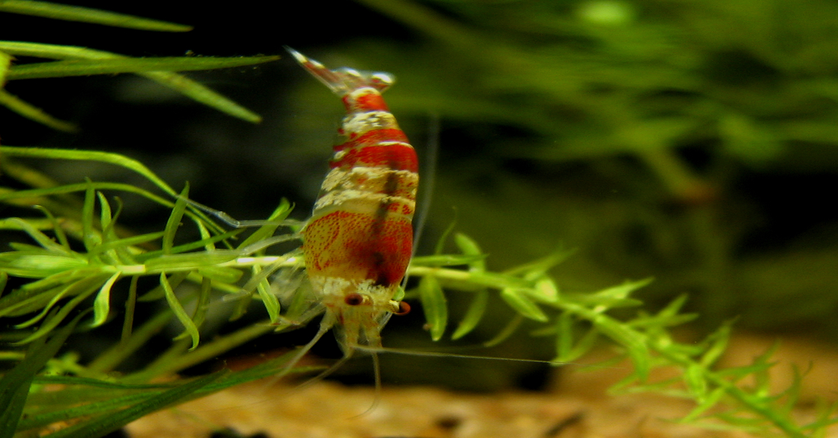 Crystal Red Shrimp: Ultimate Guide (Care, Diet, Breeding, & More)