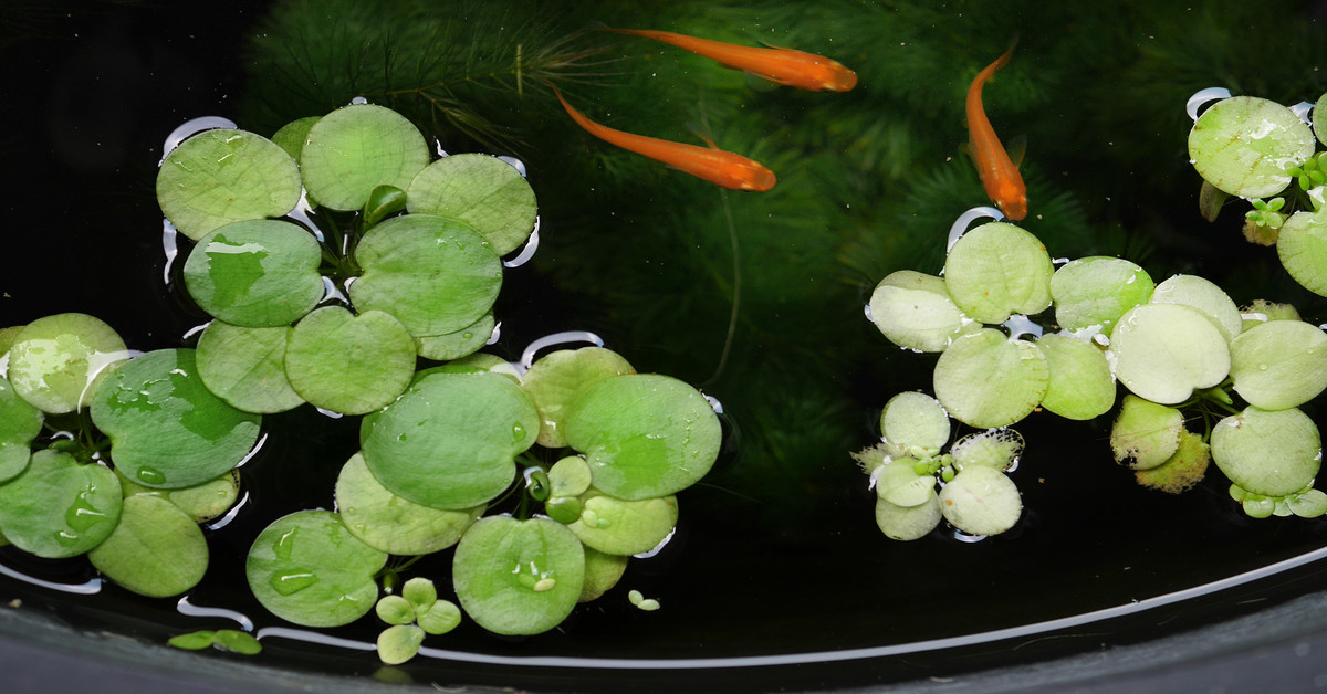 15 Best Floating Aquarium Plants For Your Tank