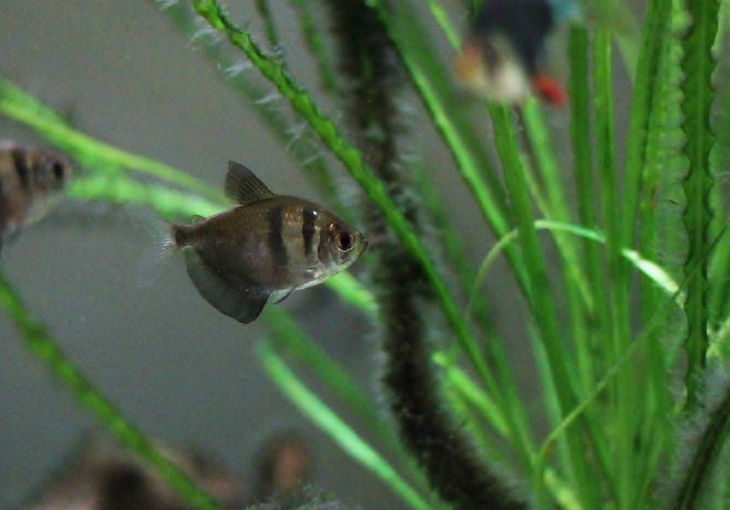 Black Skirt Tetra swimming in an aquarium.