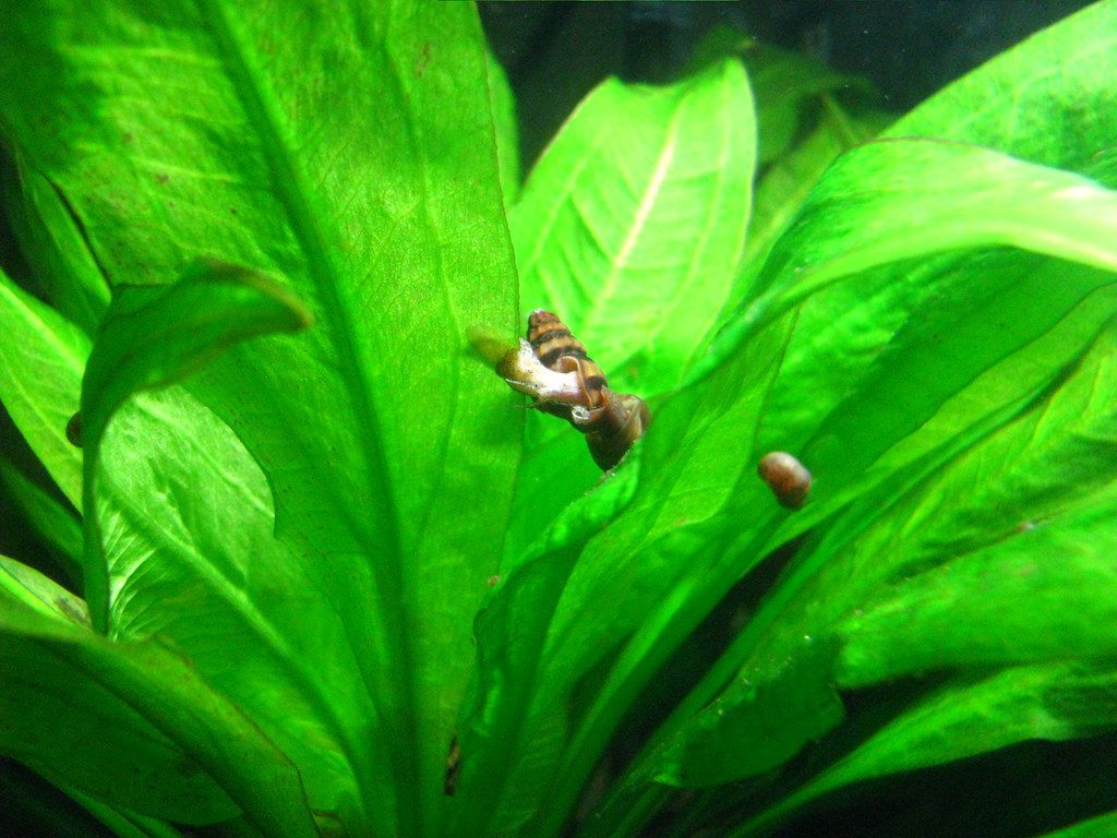 Assassin Snails on plant.