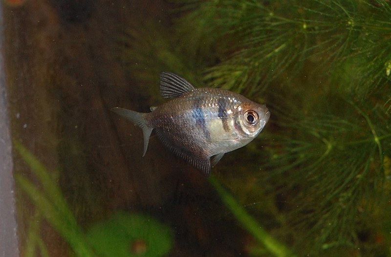 Black Skirt Tetra swimming next to aquarium plants.