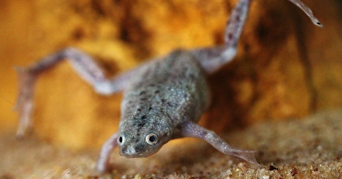 African Dwarf Frog