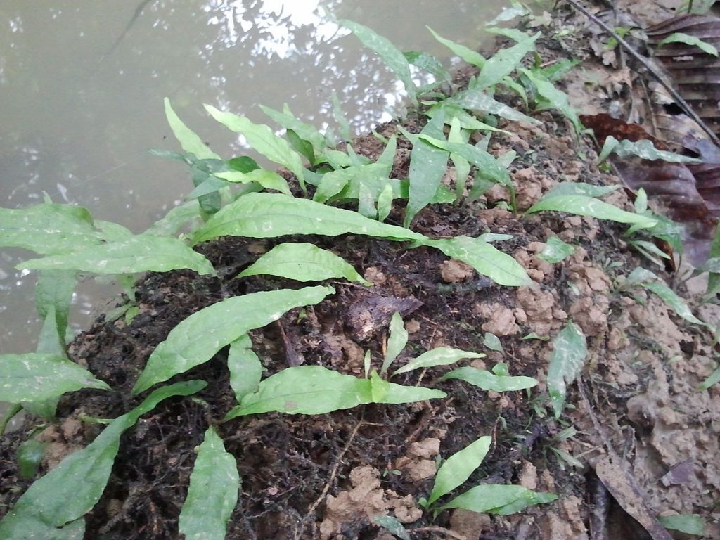 java fern