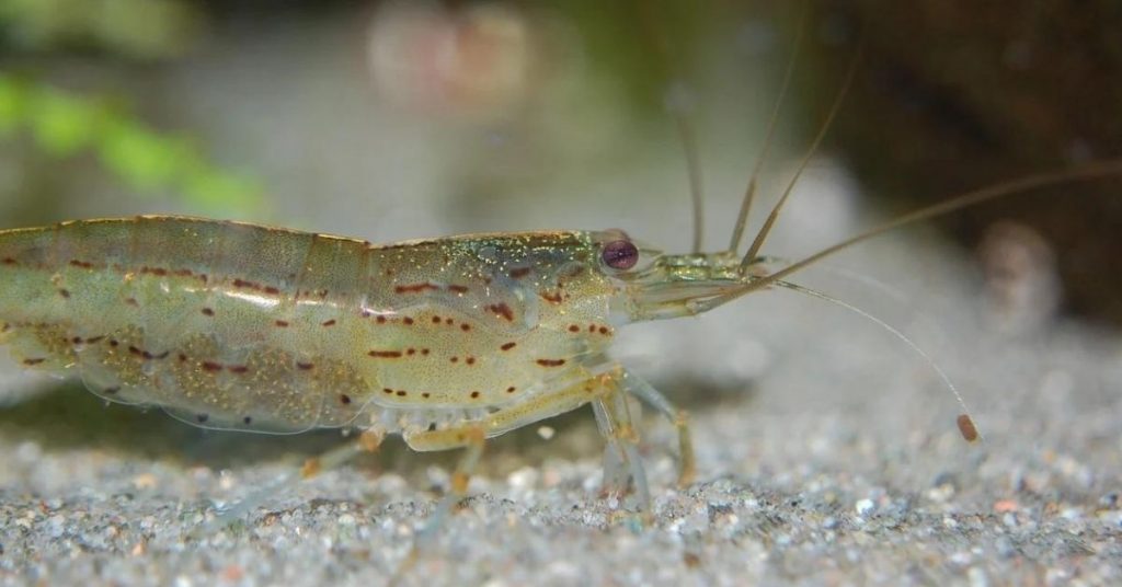 amano shrimp in an aquarium.