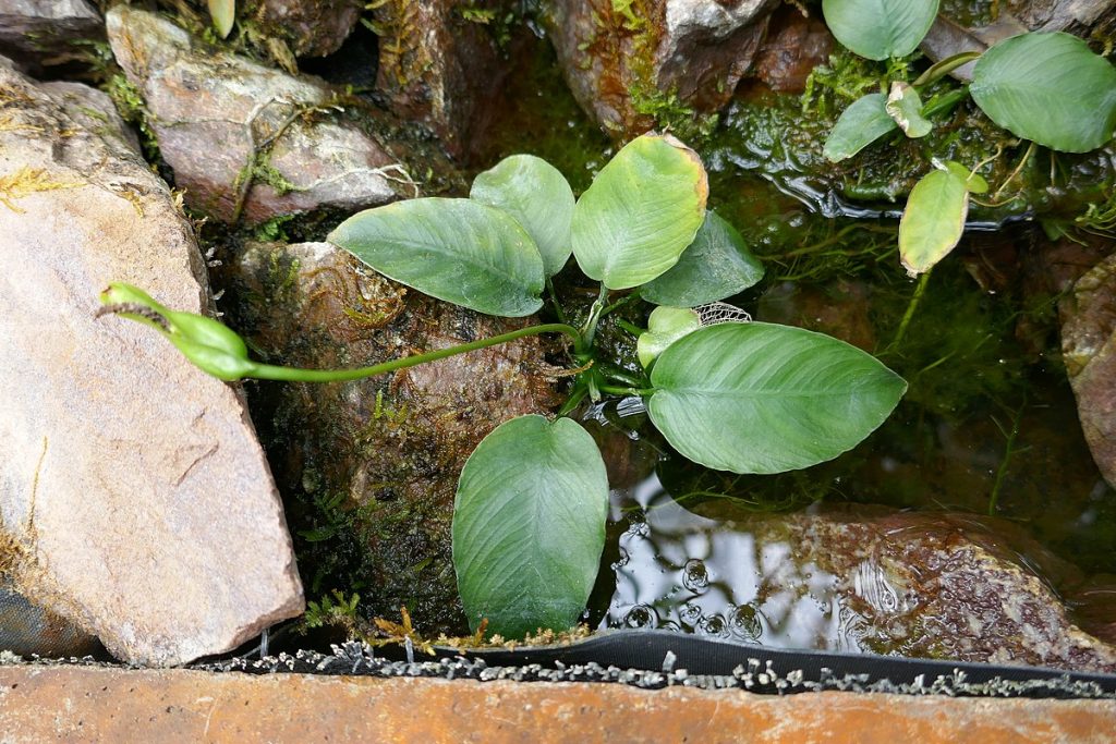 Anubias Barteri