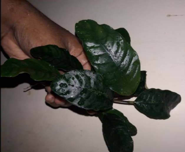 Coffee Leaf Anubias