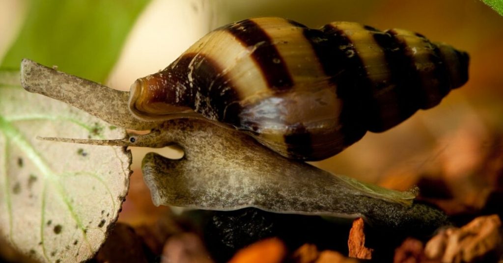 Assassin Snail in water