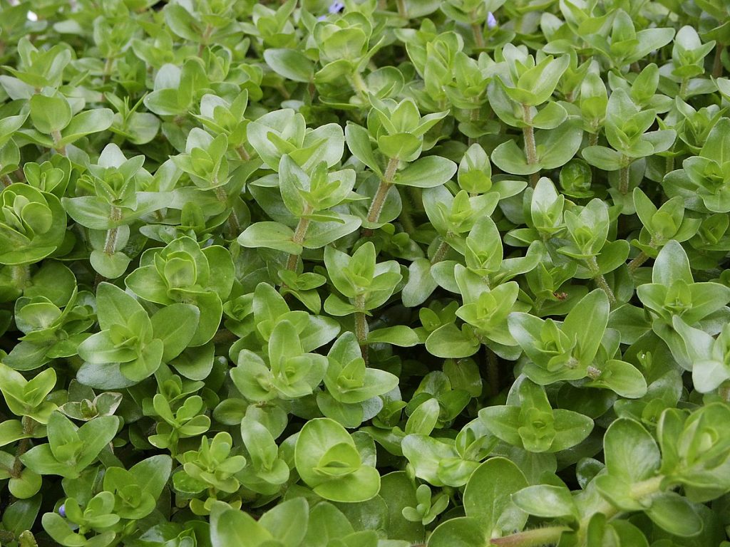 Bacopa swimming in the tank