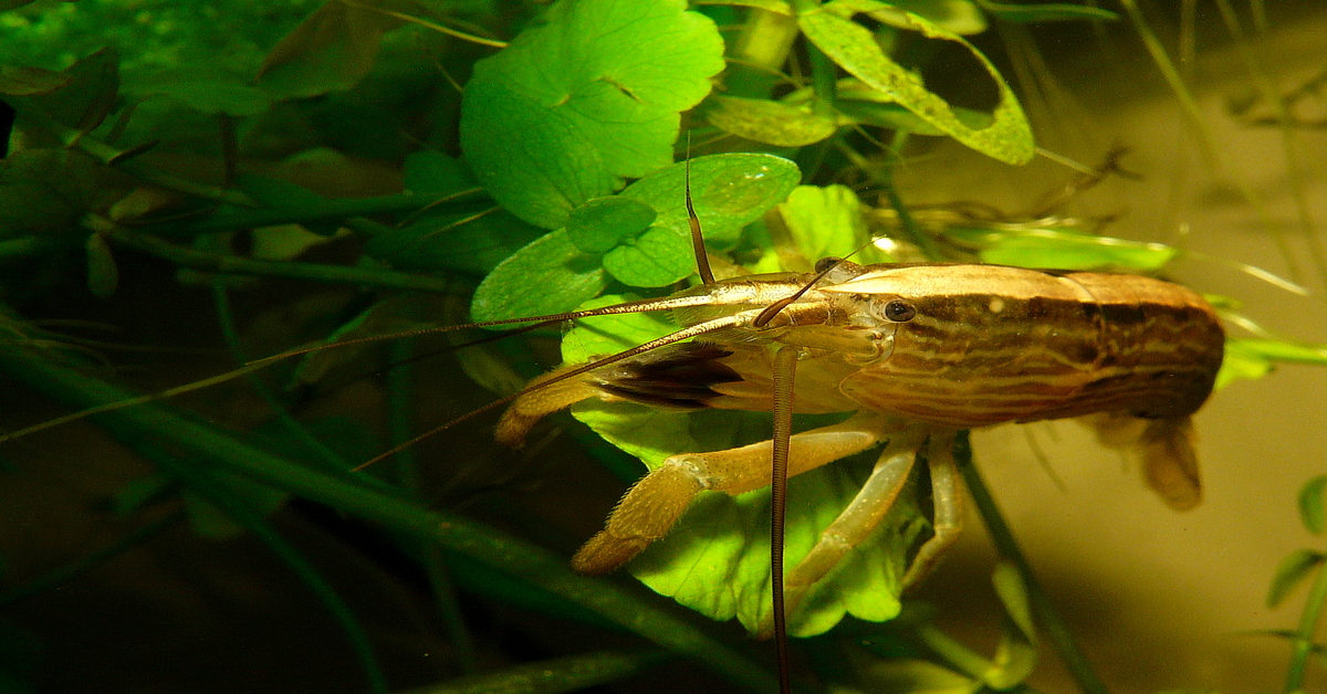 Bamboo Shrimp: Ultimate Guide (Care, Diet, Breeding, & More)