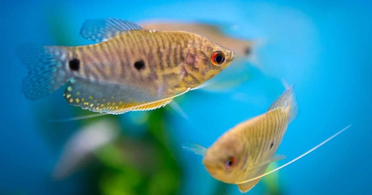 10 Best Gourami Fish Types for Your Home Aquarium