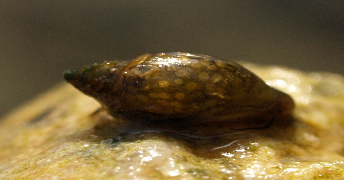 Bladder Snail: Ultimate Guide