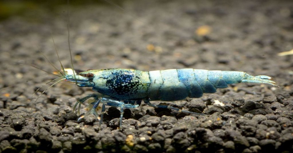 Blue Bolt Shrimp swimming in tank.