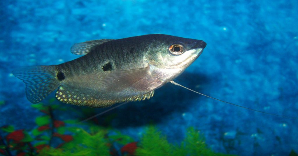 Blue Gourami swimming in tank.