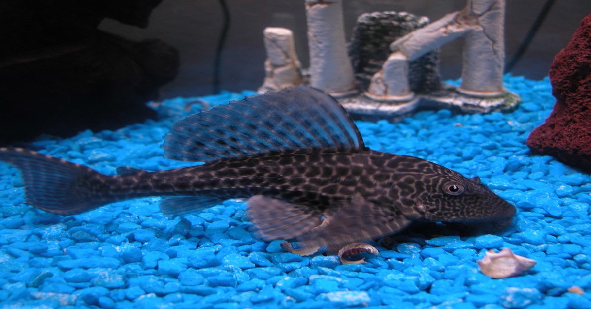 Blue Phantom Pleco: Ultimate Guide (Care, Diet, Breeding & More)