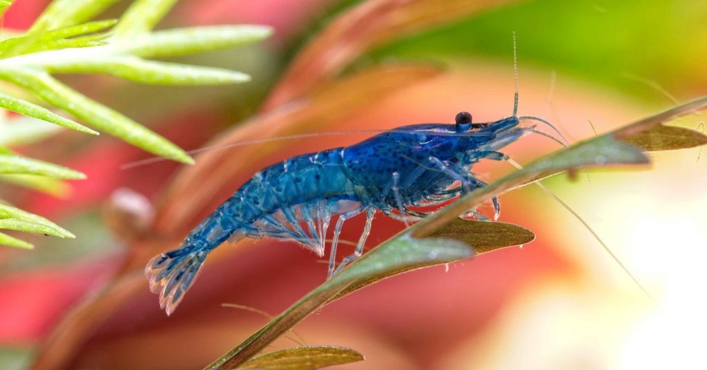 Blue Velvet Shrimp swimming in tank.