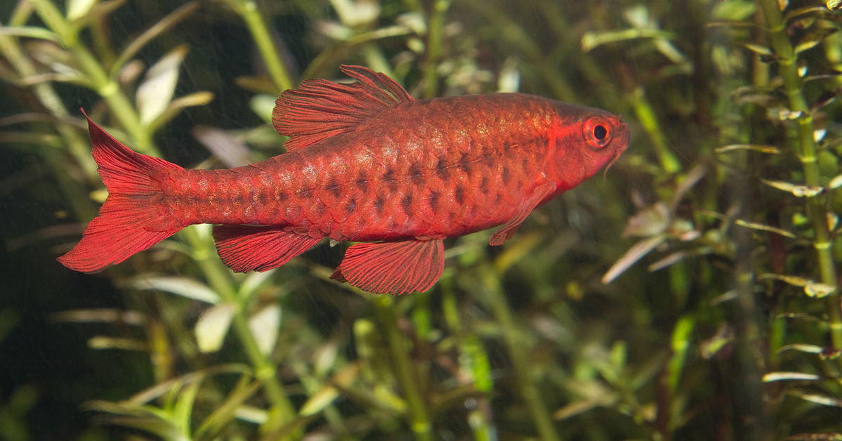 Cherry Barb: Ultimate Guide (Care, Diet, Breeding & More)