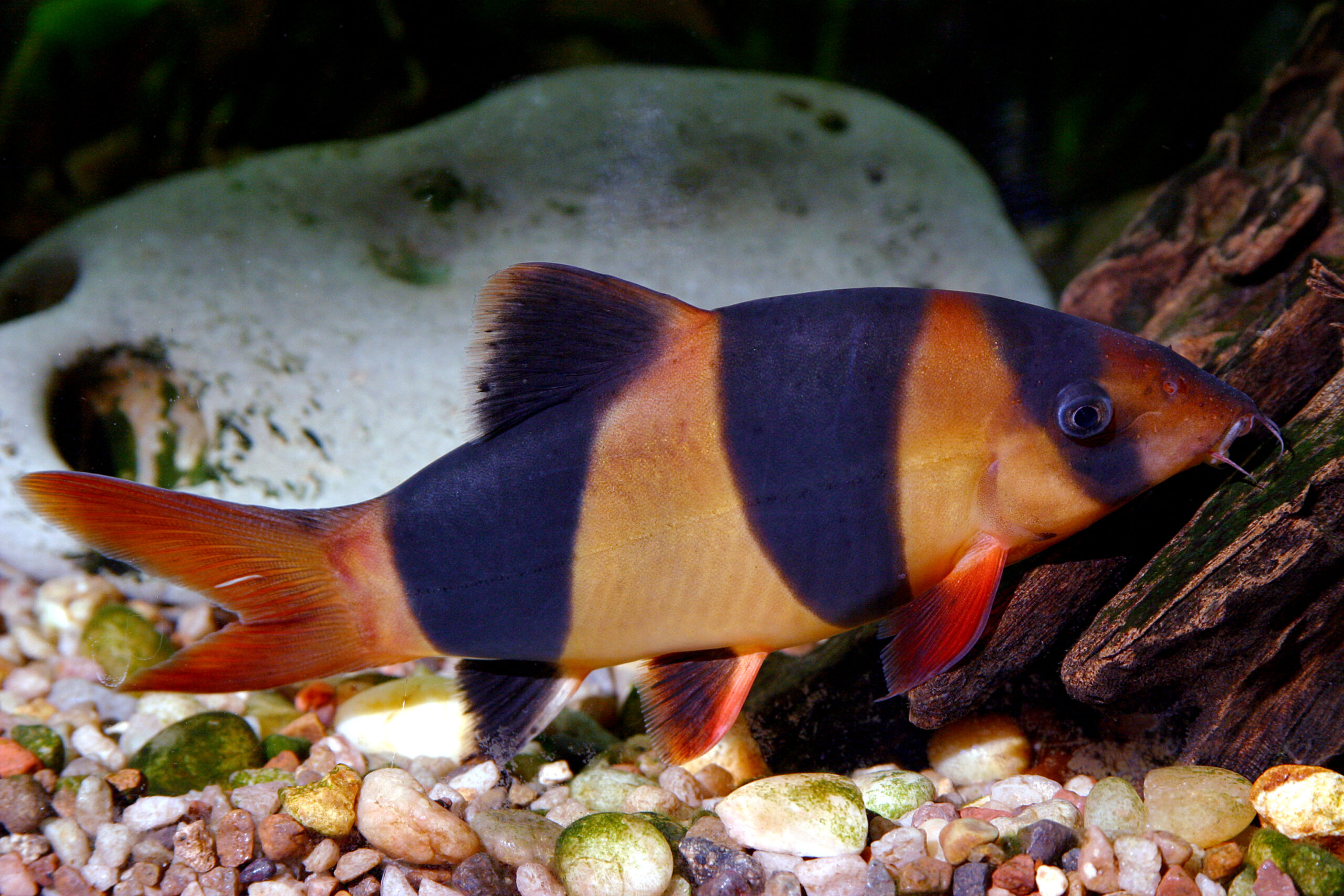 Clown Loach: Ultimate Guide (Care, Diet, Breeding & More)