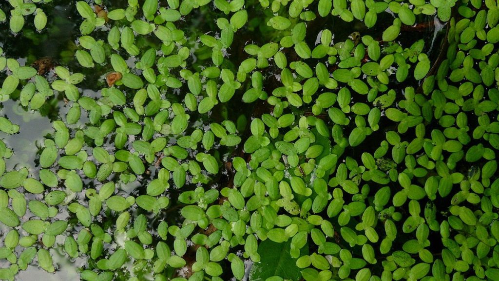 Duckweed