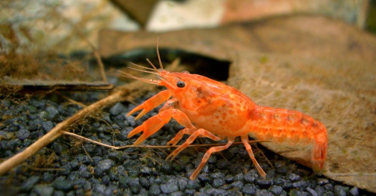 Dwarf Crayfish: Ultimate Guide (Care, Diet, Breeding & More)