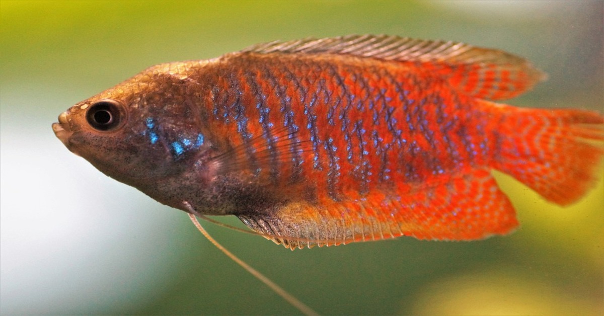 Dwarf Gourami: Ultimate Guide (Care, Diet, Breeding, & More)