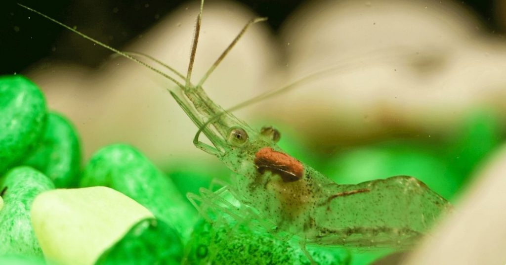 ghost shrimp in an aquarium