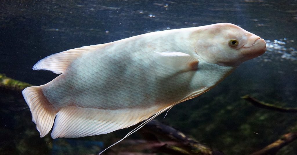 Giant gourami swimming in tank.