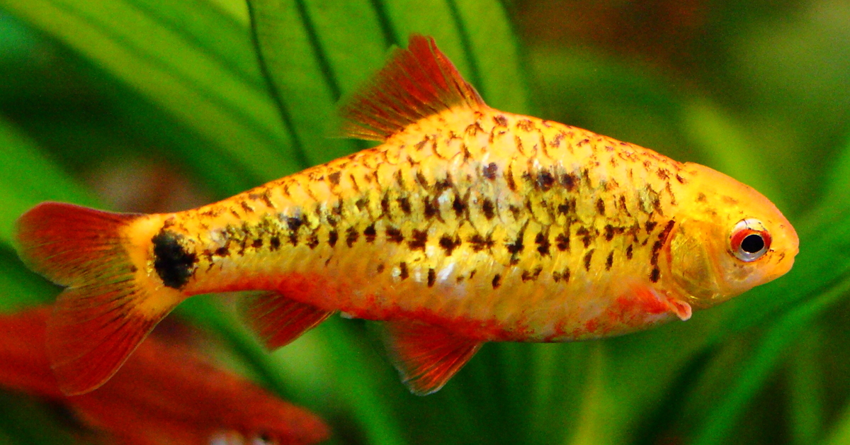 Gold Barb: Ultimate Guide (Care, Diet, Breeding & More)