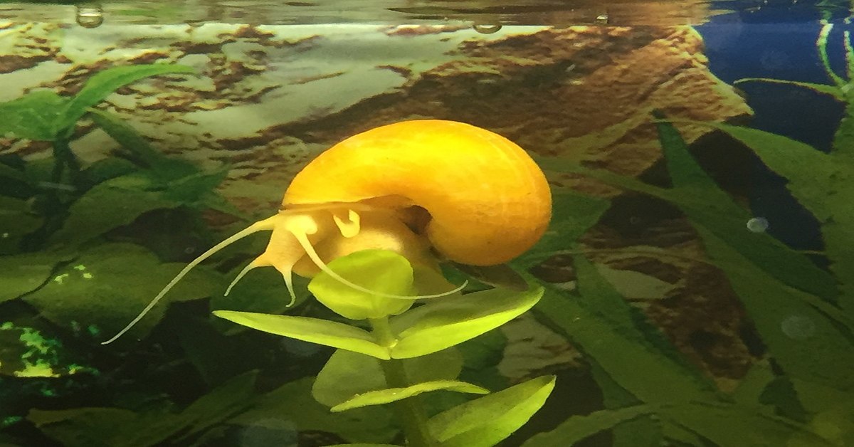 Gold Inca Snail: Ultimate Guide (Care, Diet, Breeding, & More)