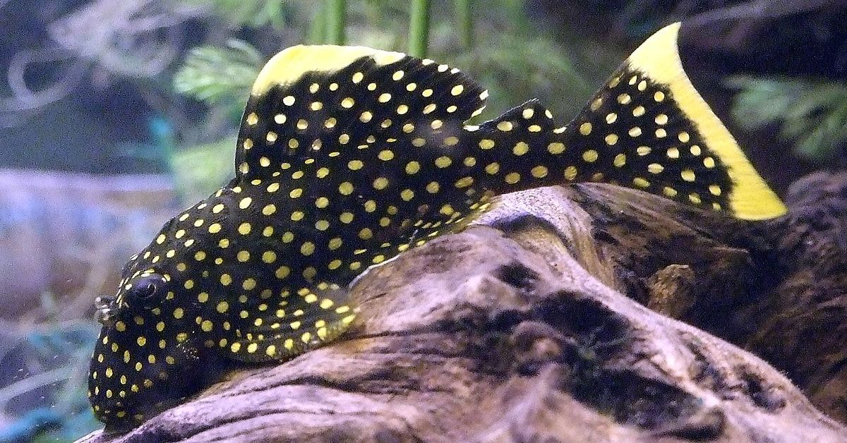 Gold Nugget Pleco: Ultimate Guide (Care, Diet, Breeding & More)