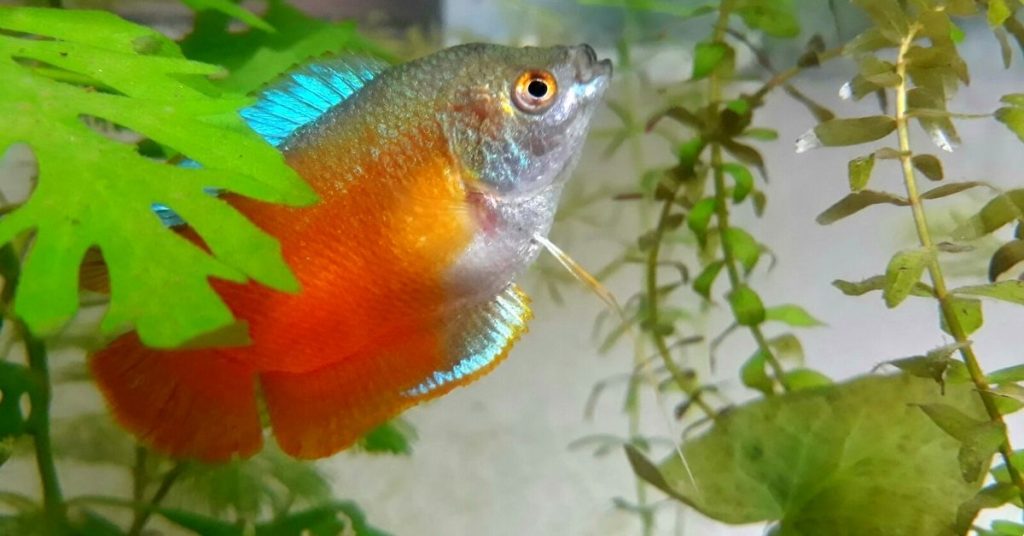 honey gourami swimming in a tank