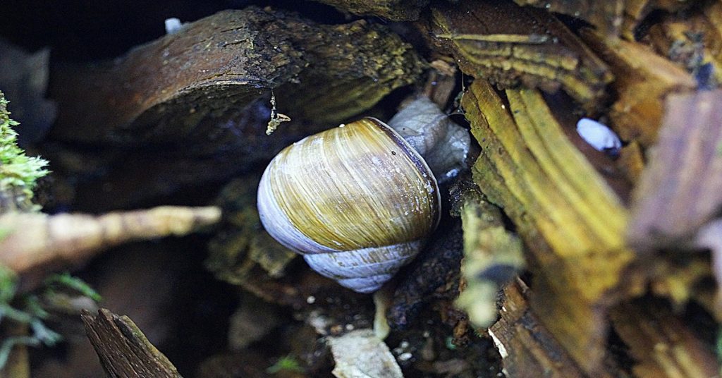 Japanese trapdoor snail swimming in tank.