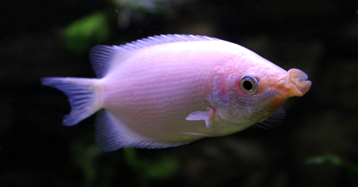 Kissing Gourami: Ultimate Guide (Care, Diet, Breeding, & More)