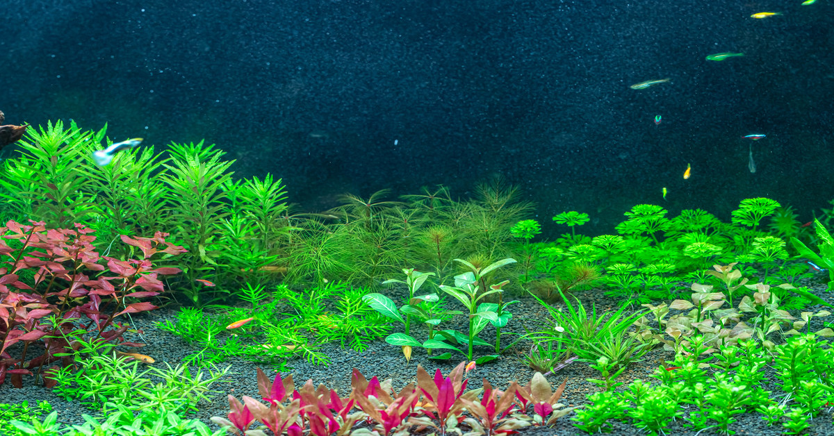 35 Best Low Light Aquarium Plants For Your Tank