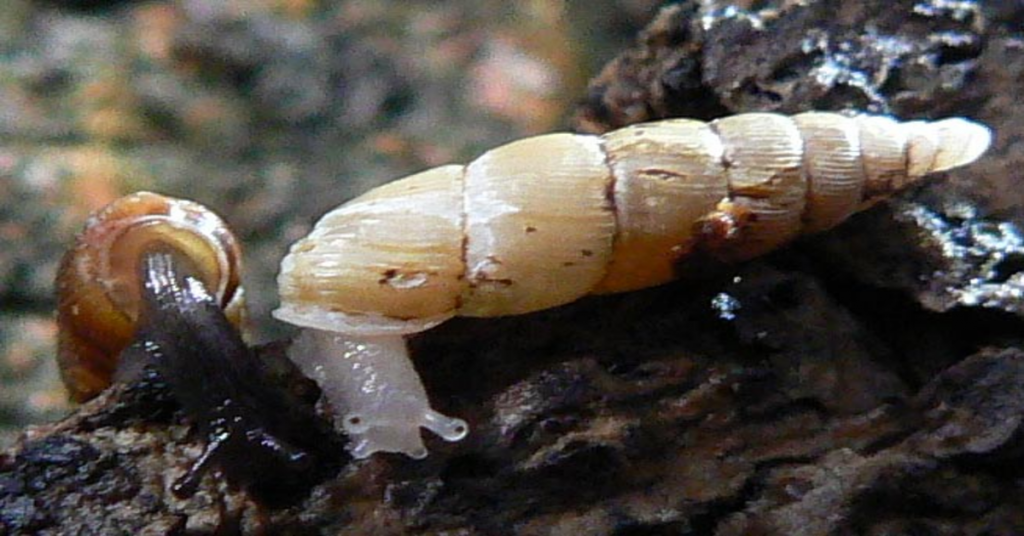 Malaysian Trumpet Snail swimming in tank.