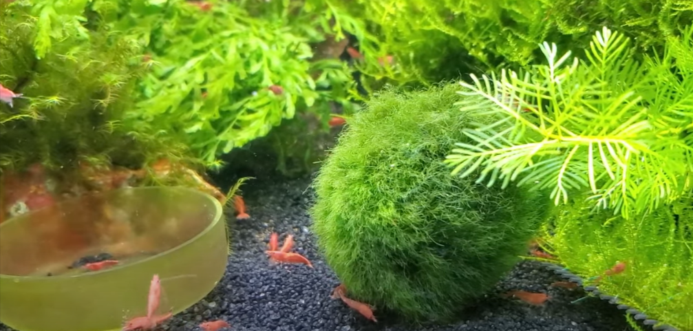 Marimo Moss Ball