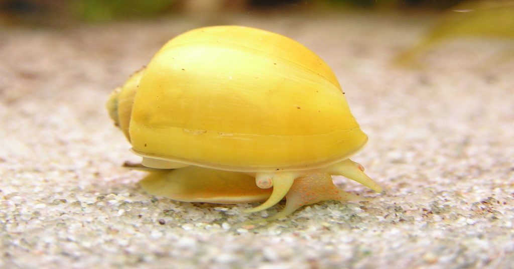 Mystery Snail swimming in tank.