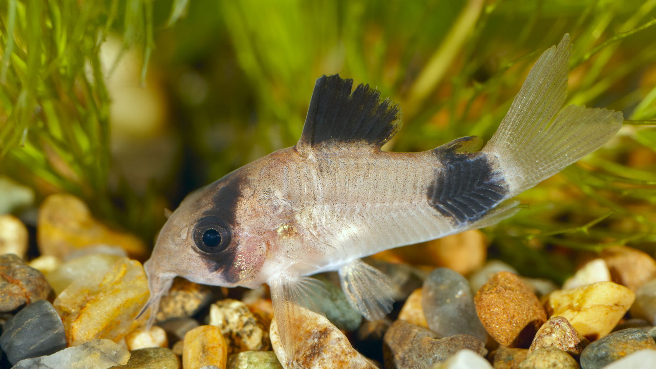 25 Small Freshwater Fish Perfect For Your Home Aquarium