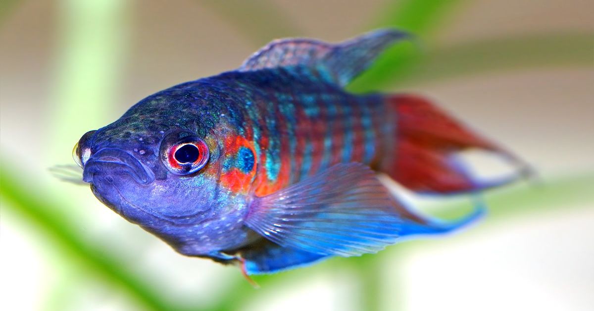 Paradise Fish: Ultimate Guide (Care, Guide, Diet, Breeding, & More)