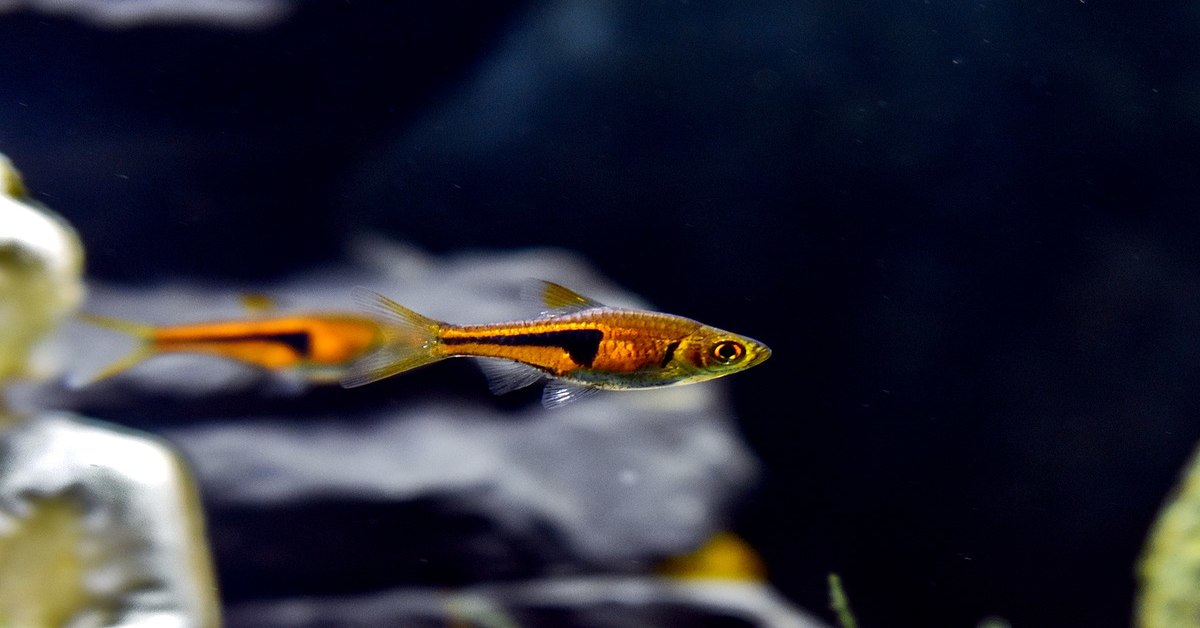 15 Types of Rasboras Perfect For Your Home Aquarium