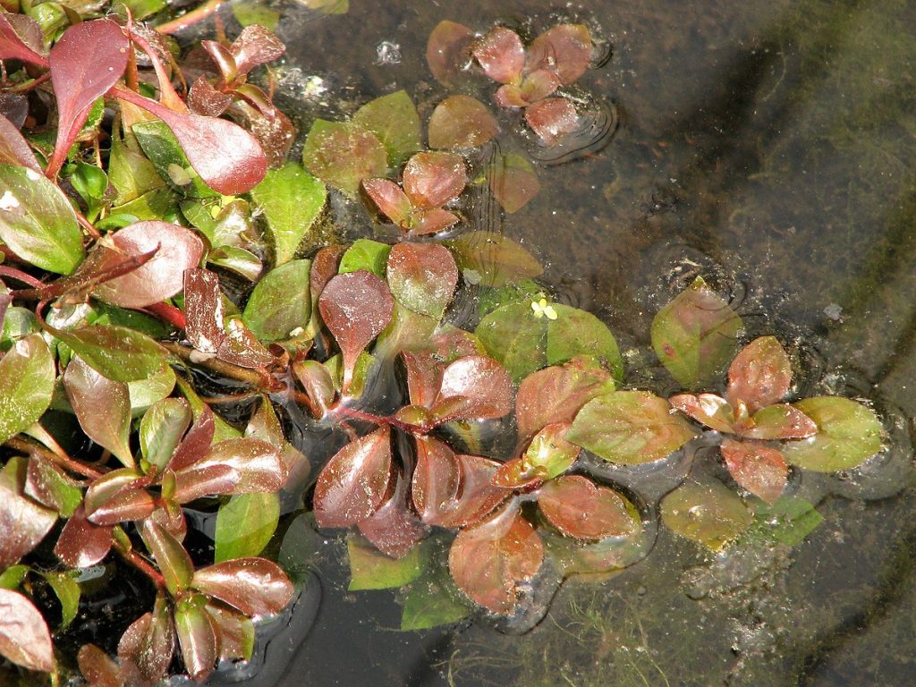 Red Ludwigia