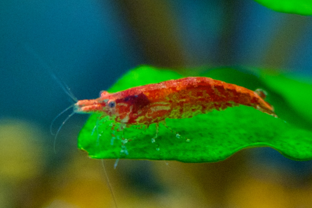 Close up image of a cherry shrimp.