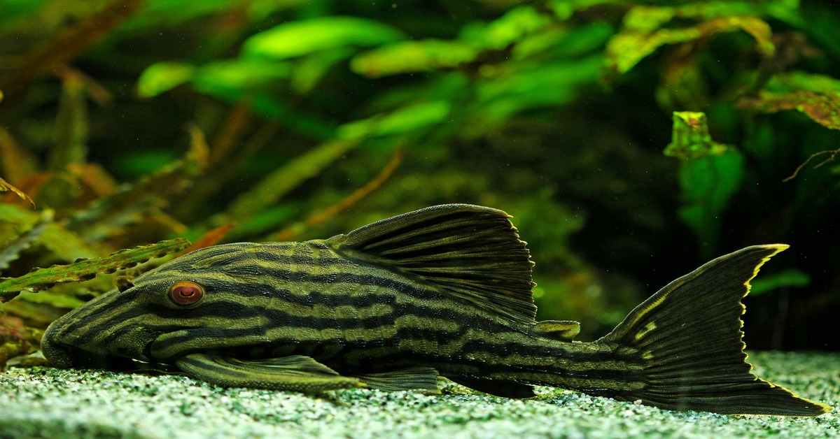 Royal Pleco: Ultimate Guide (Care, Diet, Breeding & More)