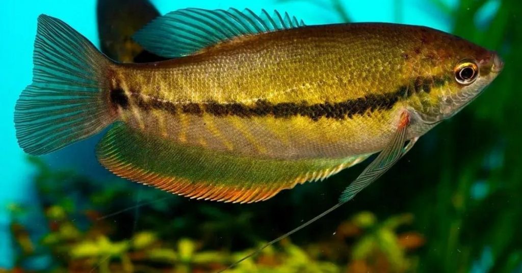 snakeskin gourami