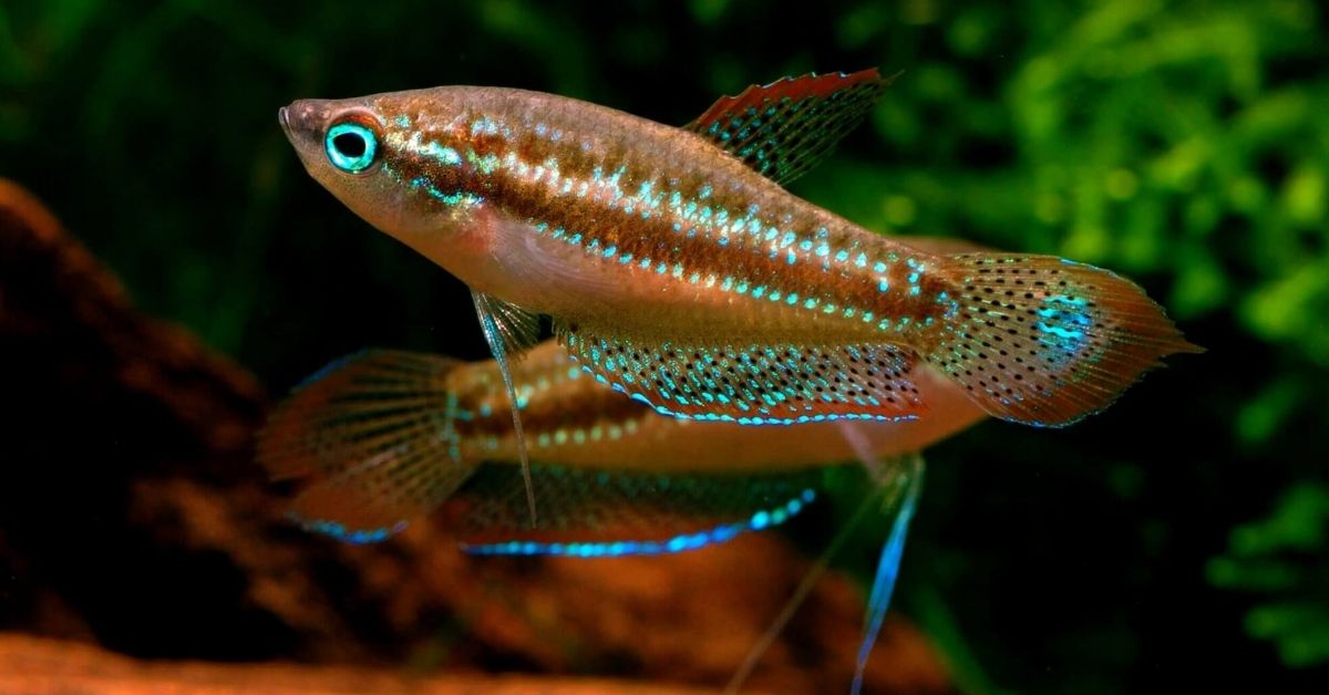 Sparkling Gourami: Ultimate Guide (Care, Diet, Breeding & More)