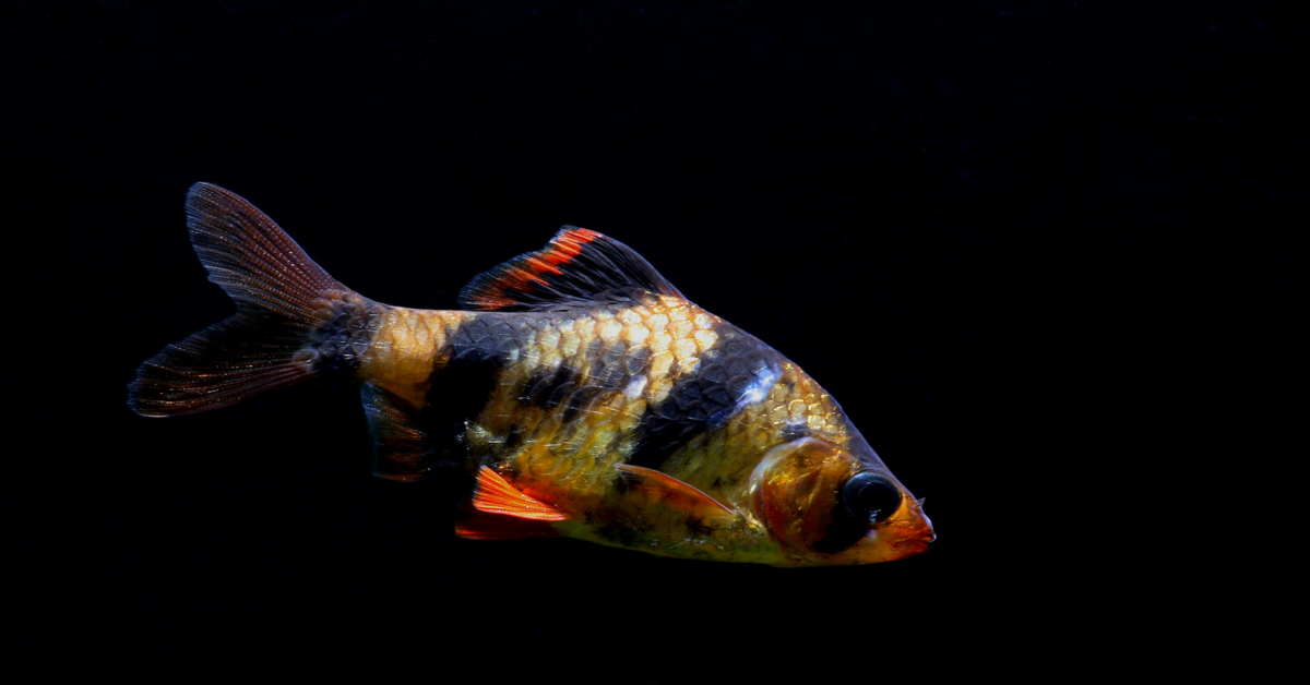 Tiger Barb: Ultimate Guide (Care, Diet, Breeding & More)